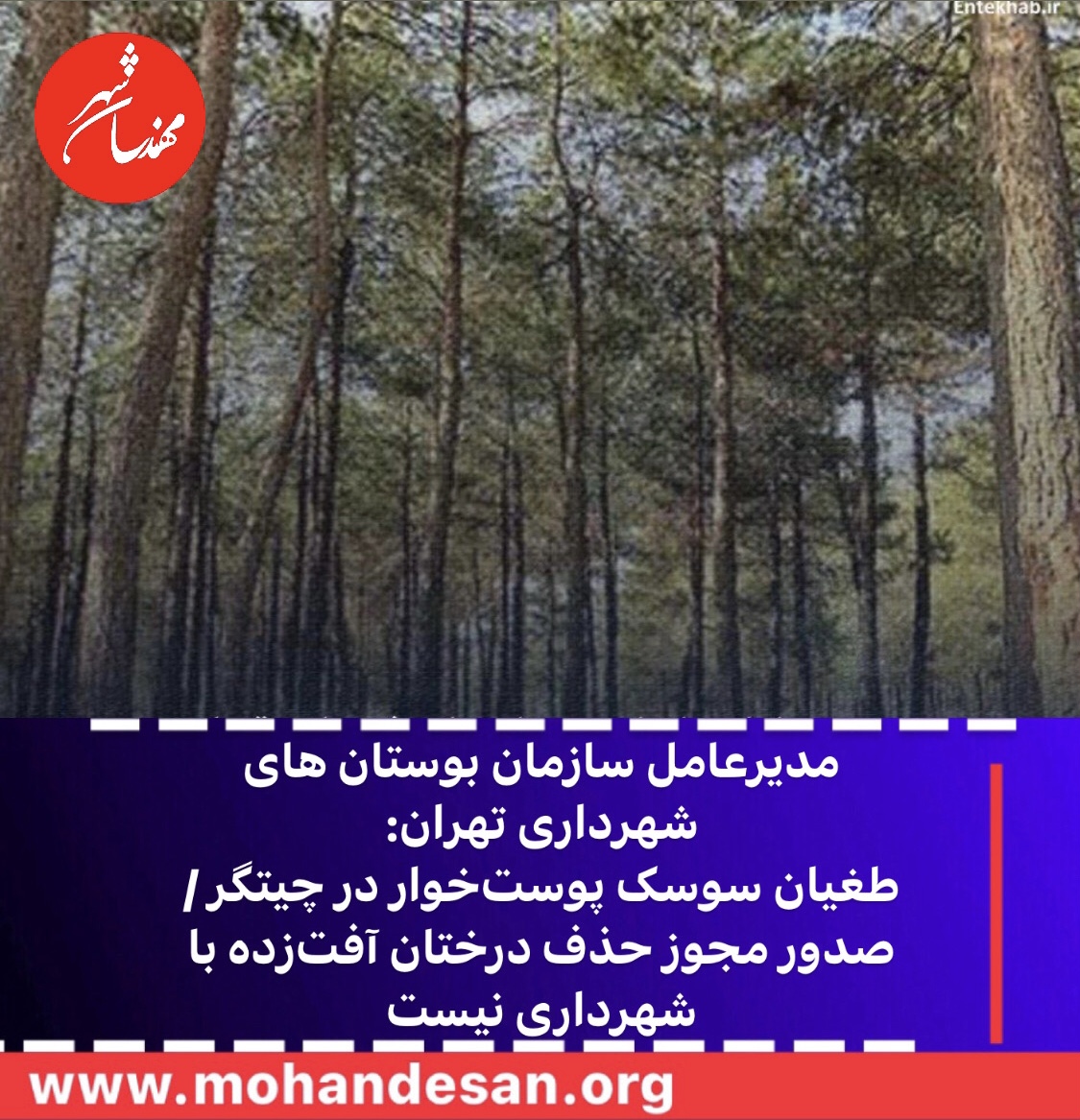 طغیان سوسک پوست‌خوار در چیتگر / صدور مجوز حذف درختان آفت‌زده با شهرداری نیست‌‌
